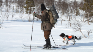 Limke på «Føring av hund i fjellet»-kurs